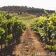 Zuid Italië Reizen, Wijngaarden tijdens je vakantie in sicilie