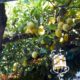 citroenen van de amalfikust en sorrento italie