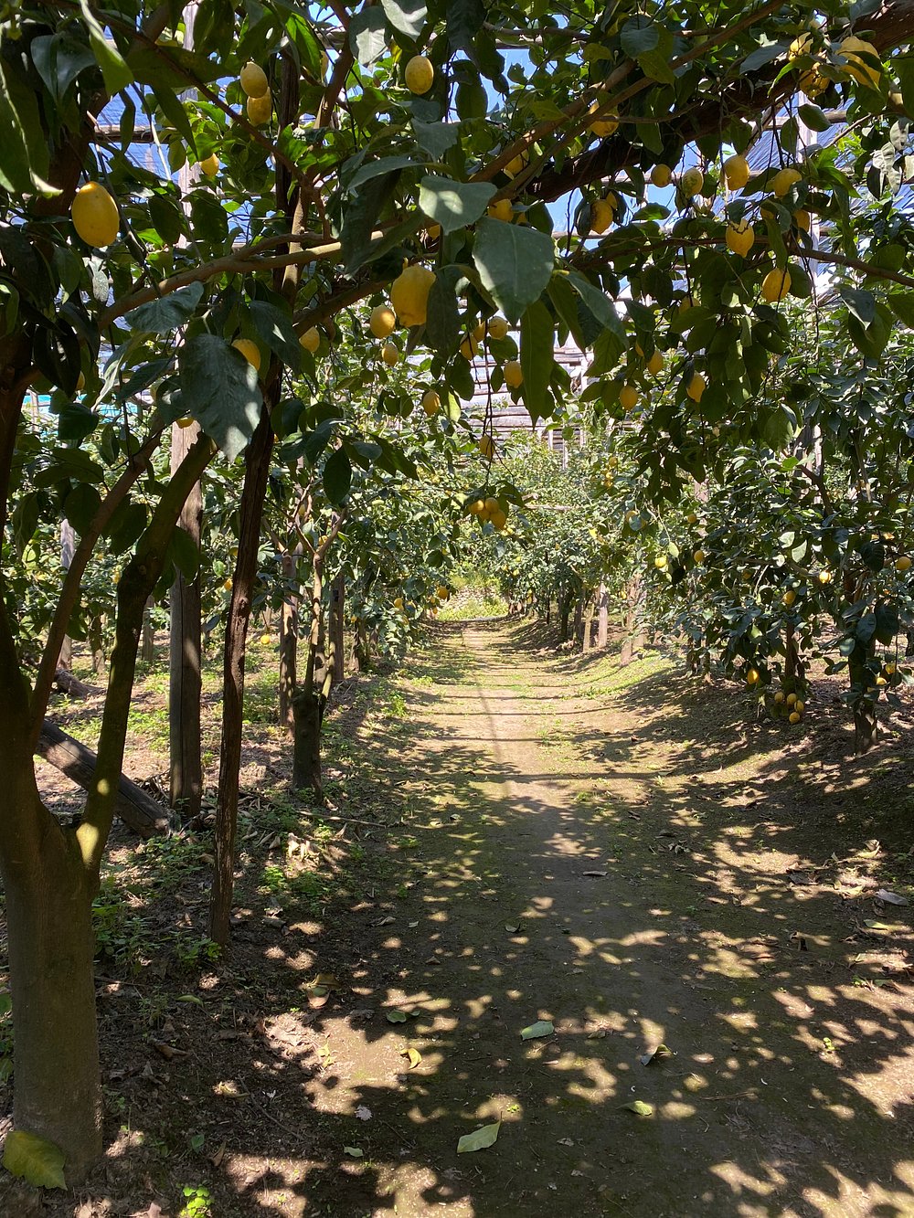 E-Bike Limocello Tasting2 E-Bike Limocello Tasting