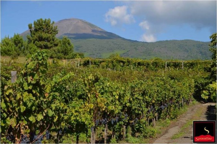 Wijnproeverij in Camoanie